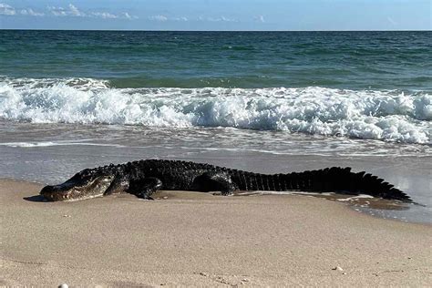Alligator Photographed Sunning On A Florida Beach