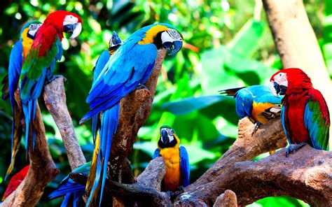 Macaw Wallpapers Wallpaper Cave