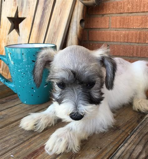 All of our dogs range in age from less than one year to sixteen, and none of. Miniature Schnauzer Puppies For Sale | Lubbock, TX #307313