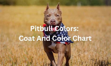 Pitbull Colors Coat And Color Chart With Pictures