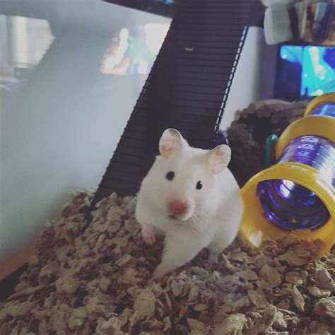 Young Female Syrian Hamster Buyer Must Collect In Ammanford