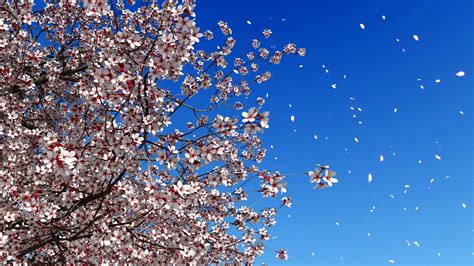 Cherry Blossom Falling Petals Slow Motion 4k Stock Footage Ad