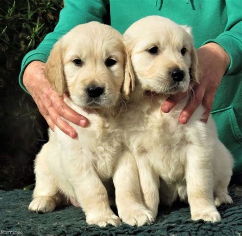 Golden Retriever Puppy Rescue New England Salty Dogs Golden Retriever