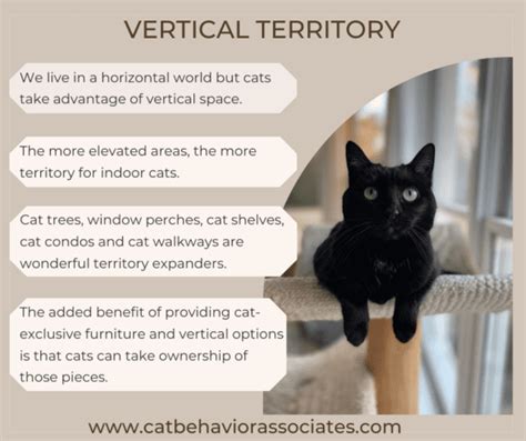 Increase Your Cats Vertical Territory
