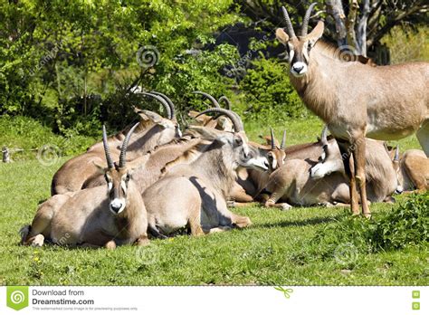 Roan Antelope Hippotragus Equinus Is A Large Antelope Stock Image