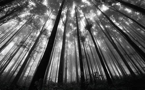 Hd Nature Forests Grayscale Monochrome Image Gallery Wallpaper