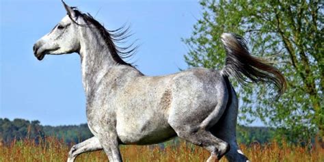 The Arabian Horse Facts History And More Insider Horse Latest