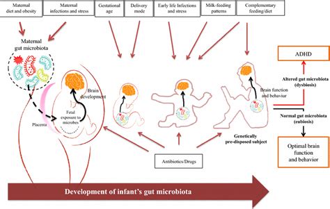 Schematic Representation Of Environmental Factors That Influence The