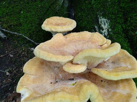 Large Brightly Colored Mushroom Identifying Mushrooms Wild