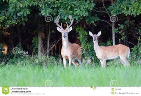 Large Whitetail Buck And Doe Royalty Free Stock Photo