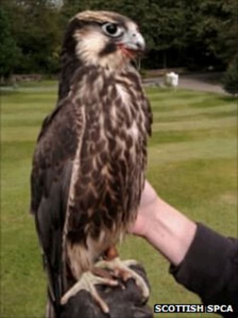 Lancashire baby falcon back home after Edinburgh flight - BBC News