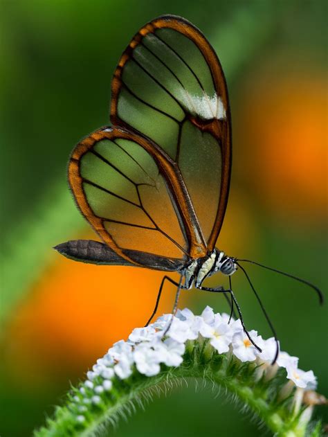 Pin On Butterflies