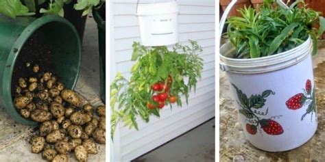 How To Reuse Buckets In Your Garden 14 Bucket Gardening Ideas