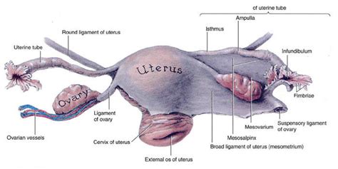 Anatomy Of Pregnancy Pelvic Bone