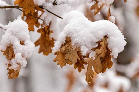 Autumn Leaves Covered With Snow Stock Image Image Of Orange Covered