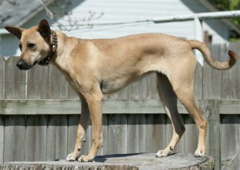 Indian Pariah Dog Indias Most Ancient Dog Breed Guide