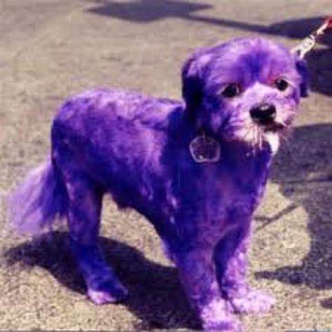 Purple Dog All Things Purple Pinterest Dog Purple Haze And Passion