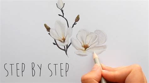 Step by step instructions for drawing magnolia flower 1. Step by Step | How to draw, color a white Magnolia flower ...