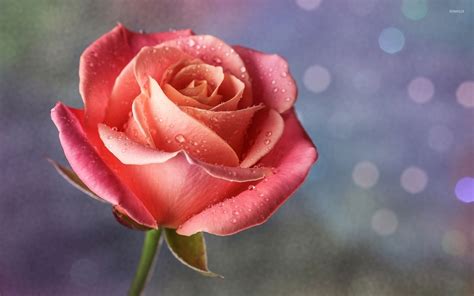 Pink Rose With Water Drops Wallpaper Flower Wallpapers 36196