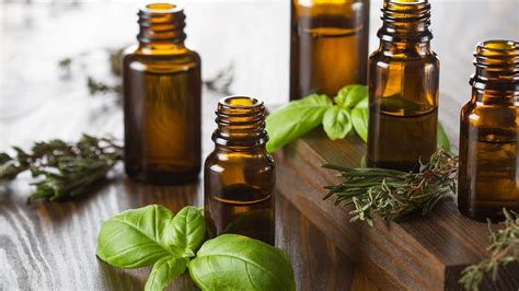 They have the signature scent of the plant they came green, m. ESSENTIAL OILS - A NATURAL MEDICINE - Natural Synergy