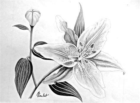 Comment commencer à dessiner une fleur ? Dessin Le lys rose en fleur 1/2 / Drawing : a pink lily ...