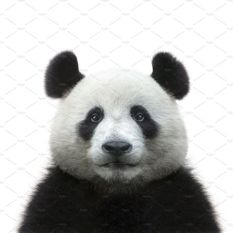 Panda face isolated on white | High-Quality Animal Stock Photos ~ Creative Market