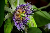 Passiflora edulis Maracuyá, Granadilla, Frutos de Pasionaria, Fruta de ...