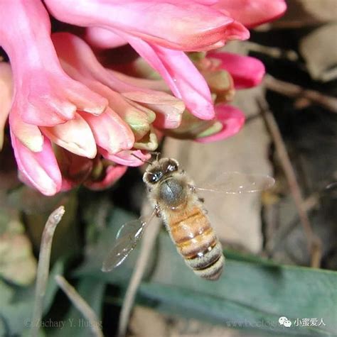 Snapdragons are available in most colors, which will help you coordinate and contrast with other. Spring flower 9: Hyacinth | Bee the Best!