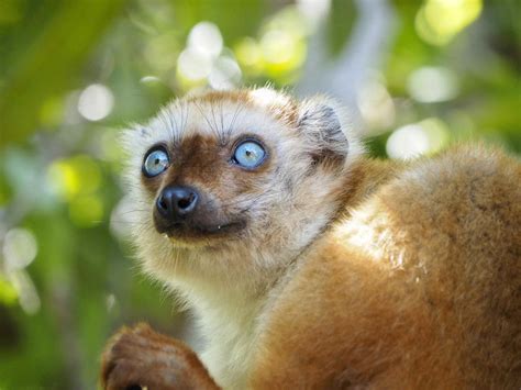 Blue Eyed Black Lemur Eulemur Flavifrons Lemur Conservation