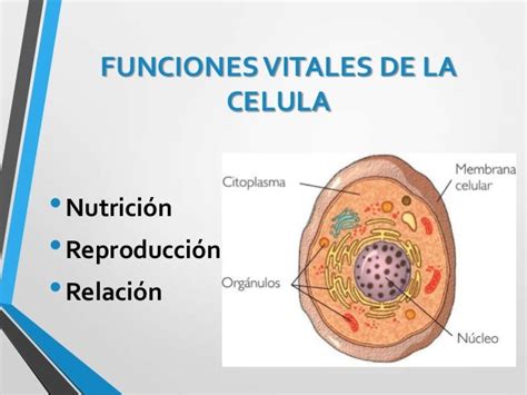 Funciones Vitales De La Celula