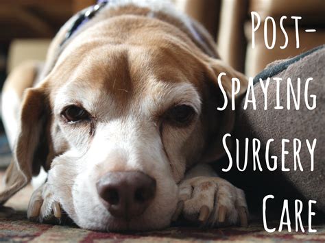 How to Care for Dogs After Spaying Surgery | Dog spay recovery, Dog