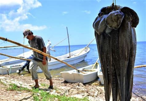 La Pesca De Pulpo Ya No Deja En Yucatán