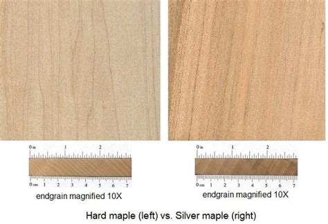 Hard Maple Left Vs Soft Maple Right Silver Maple Wood Maple