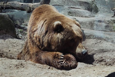 how long do bears hibernate yellowstone bear world