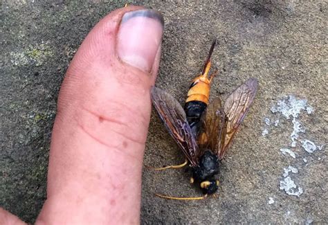 The Wood Wasp A Useful Insect Or A Dangerous Pest