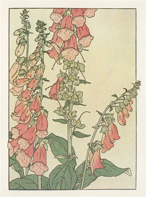 Foxglove Flower Study In The Art Nouveau Style Artist Probably J Foord
