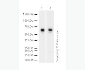 This antibody is provided in 50% glycerol in aqueous buffered solutions with preservatives. Results for "Secondary antibodies" | Abcam: antibodies ...