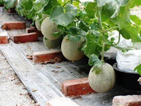 Tomatoes and corn are attacked by the same worm. Melon plant | Garden View & Plants | Pinterest | Plants