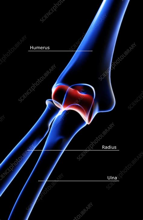 The Bones Of The Elbow Stock Image F0017212 Science Photo Library