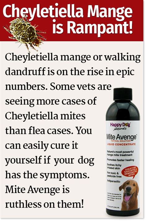 Cheyletiella What You Need To Know Mange Treatment For Dogs Mites