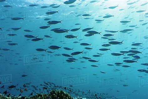 School Of Tropical Fish Swimming Underwater In Blue Ocean Vavau