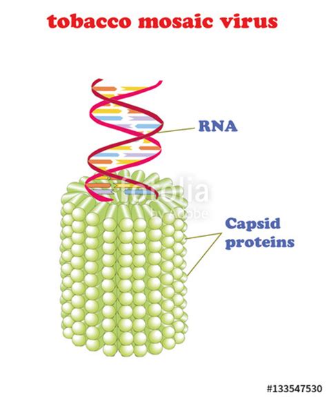 http://imgkid.com/tobacco-mosaic-virus-labelled-diagram.shtml