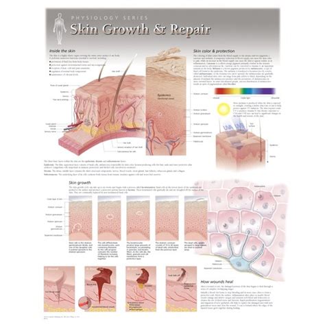 Scientific Publishing 8250l Skin Growth And Repair Chart Laminated