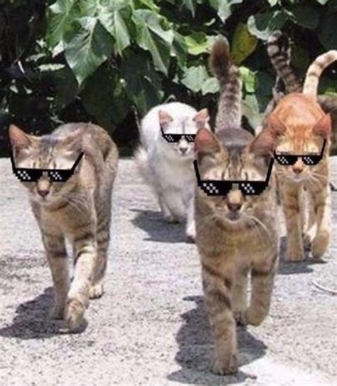 Mafia Cats On Tumblr