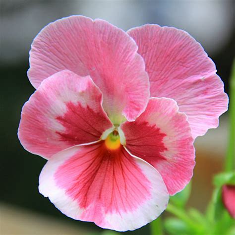 Pink Pansy Mix Color Wavy Viola Flower Seeds Jack Seeds Pansies