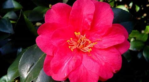 There's even a japanese equivalent of the language of flowers — hanakotoba. Types of Japanese Flowers (Hanakotoba) - Names, Meaning ...