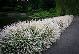 Plus, its rounded, weeping silhouette sets it apart. Tri Color Willow | The Tree Center™