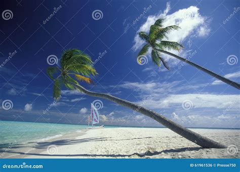 Asia Indian Ocean Maldives Seascape Beach Stock Photo Image Of