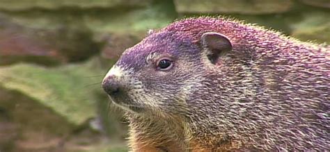 How To Get Rid Of Groundhogs Control Methods Catch And Repel Marmota