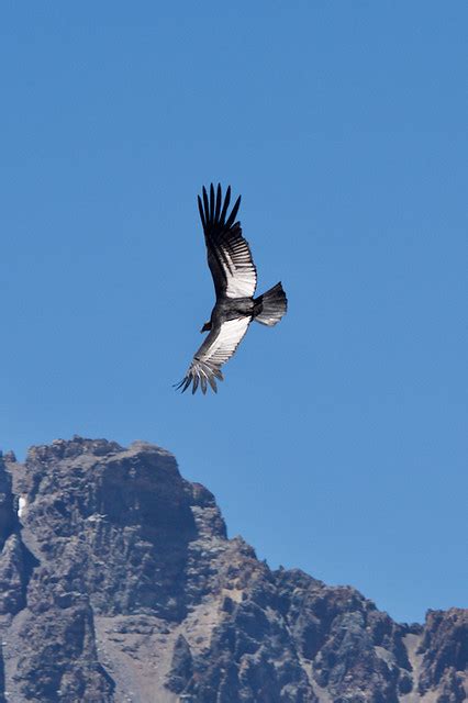 South American Andean Condor Vultur Gryphus Flying Ove Flickr